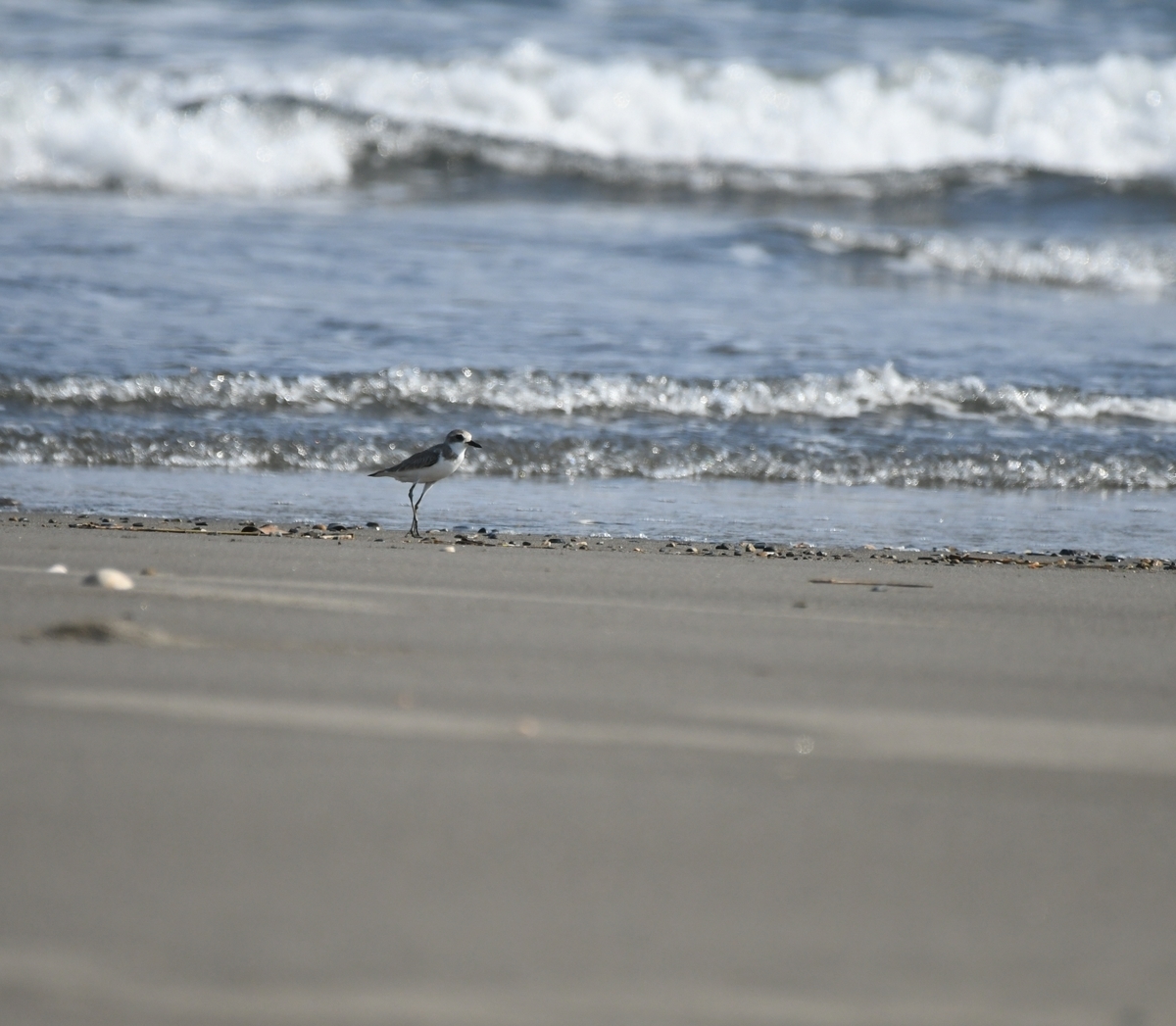 f:id:tonji44:20201104161222j:plain