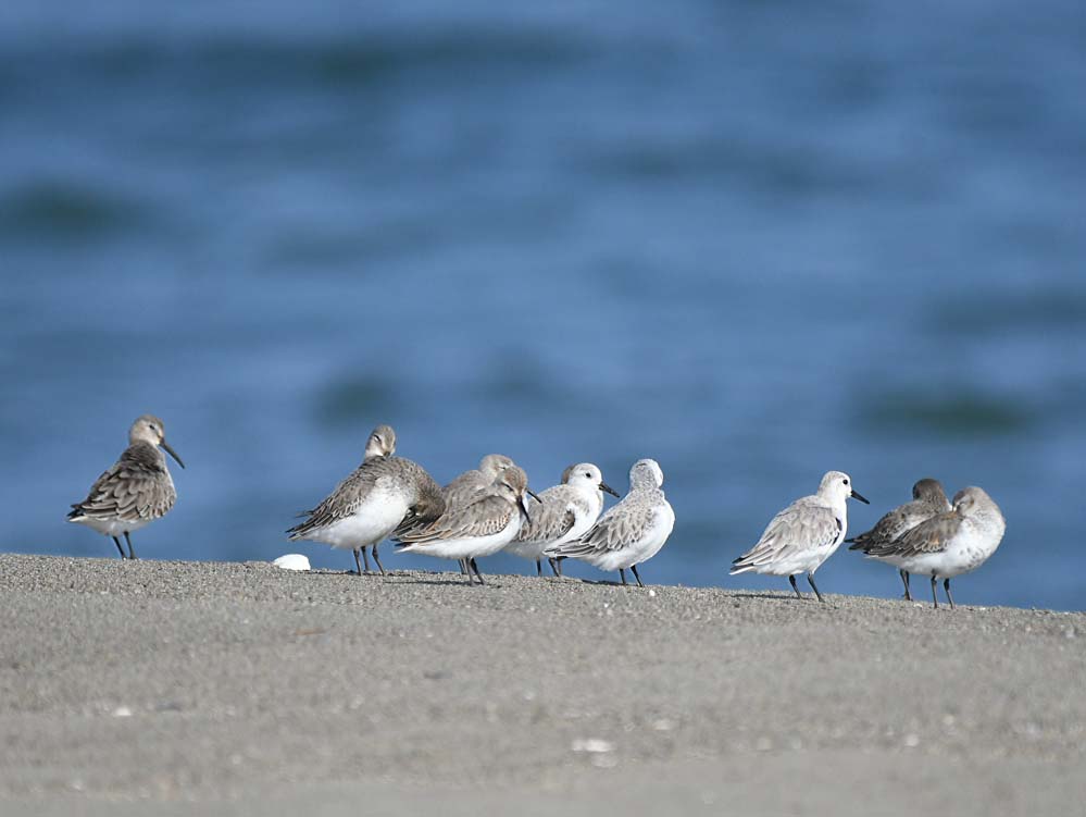 f:id:tonji44:20201104163505j:plain