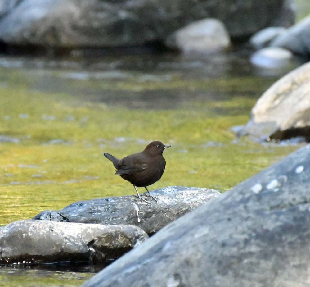 f:id:tonji44:20201113213417j:plain f:id:tonji44:20201113213417j:plain