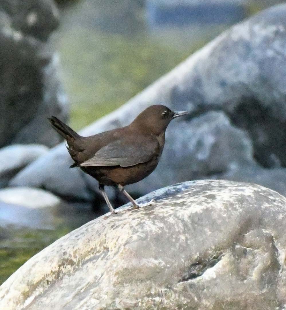 f:id:tonji44:20201113213428j:plain f:id:tonji44:20201113213428j:plain