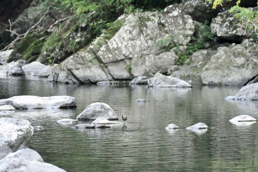 f:id:tonji44:20201113213444j:plain f:id:tonji44:20201113213444j:plain