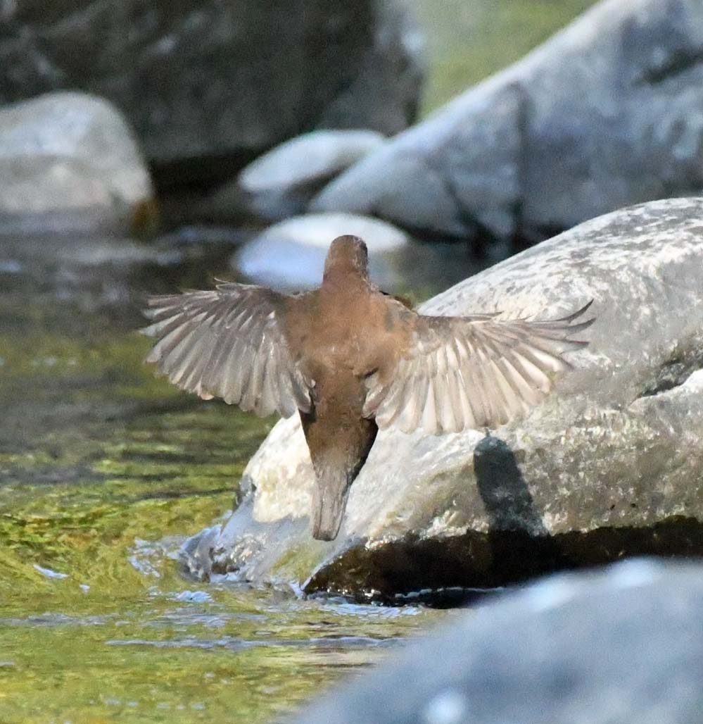 f:id:tonji44:20201113213521j:plain f:id:tonji44:20201113213521j:plain