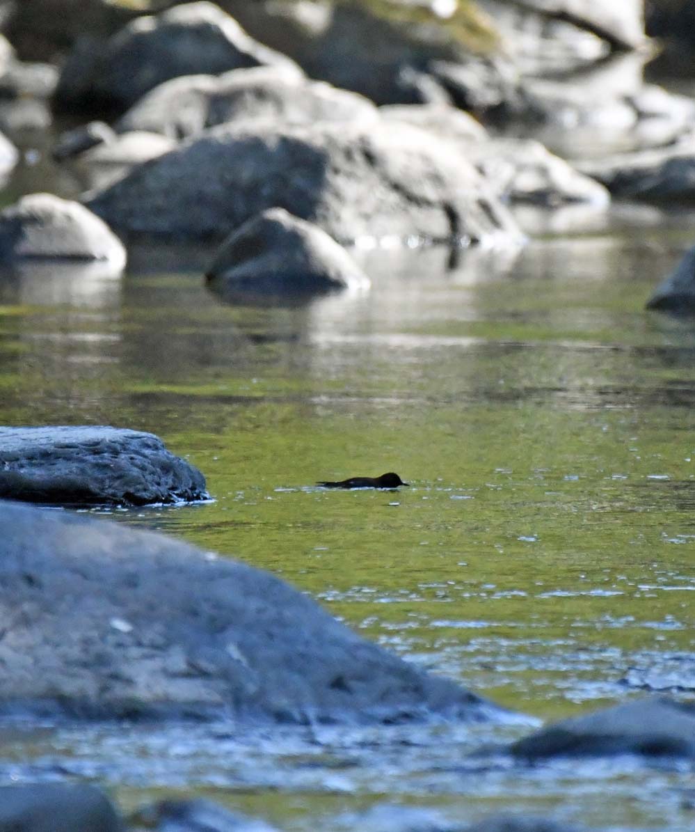 f:id:tonji44:20201113213533j:plain f:id:tonji44:20201113213533j:plain