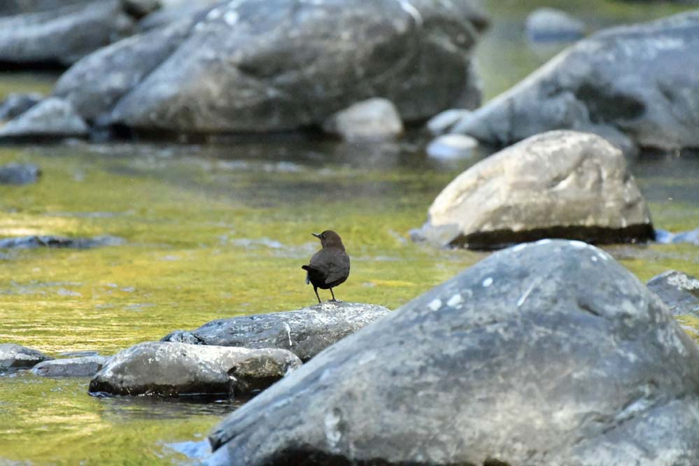 f:id:tonji44:20201113213608j:plain f:id:tonji44:20201113213608j:plain