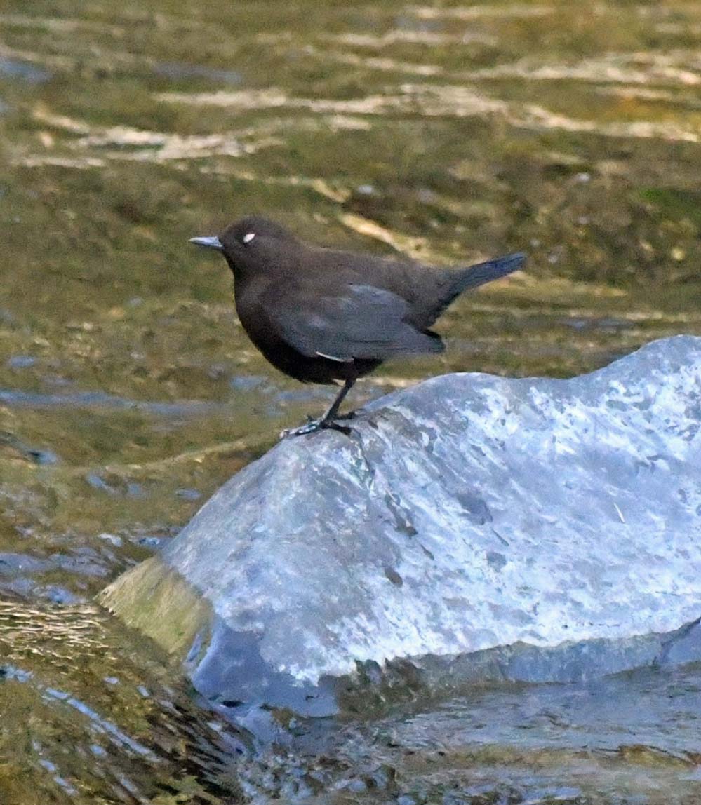 f:id:tonji44:20201113213616j:plain f:id:tonji44:20201113213616j:plain