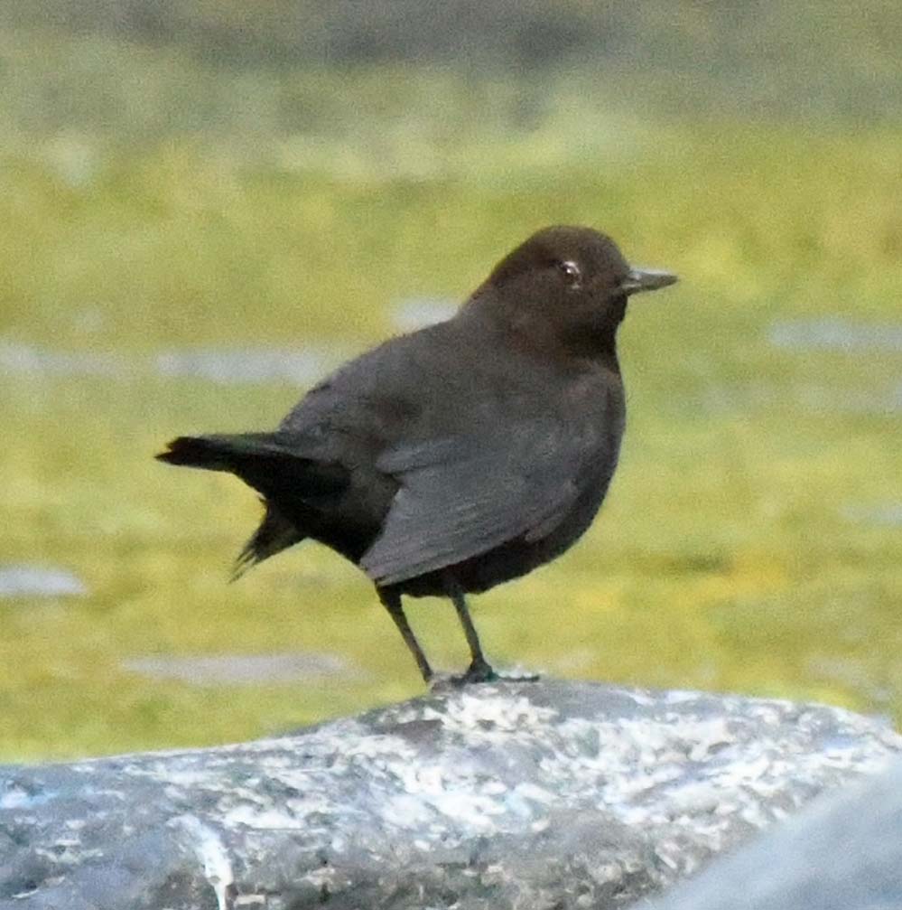 f:id:tonji44:20201113213628j:plain f:id:tonji44:20201113213628j:plain