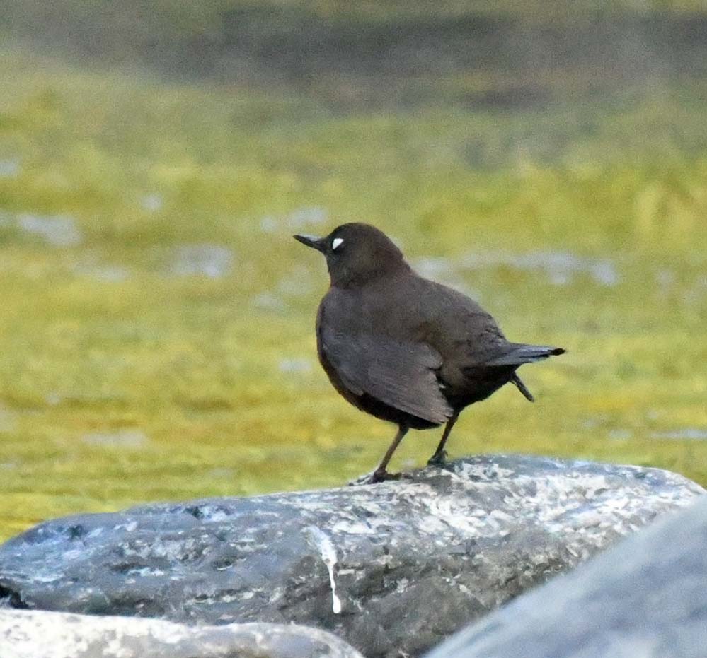 f:id:tonji44:20201113213705j:plain f:id:tonji44:20201113213705j:plain