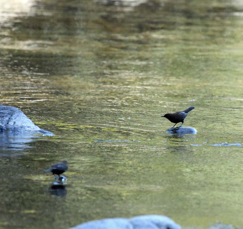 f:id:tonji44:20201113213726j:plain f:id:tonji44:20201113213726j:plain