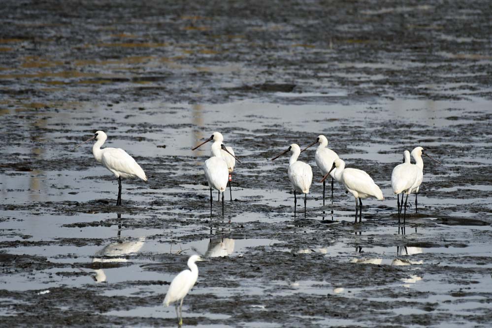 f:id:tonji44:20201117212236j:plain