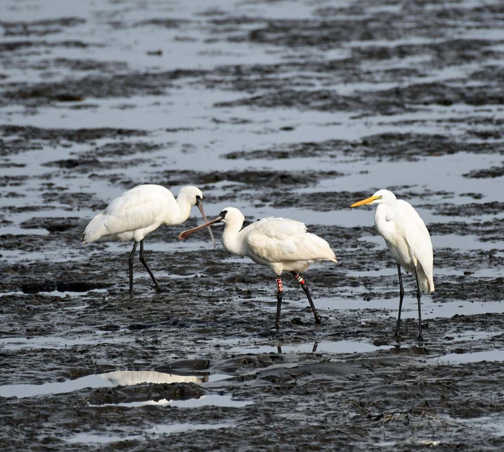 f:id:tonji44:20201117212244j:plain