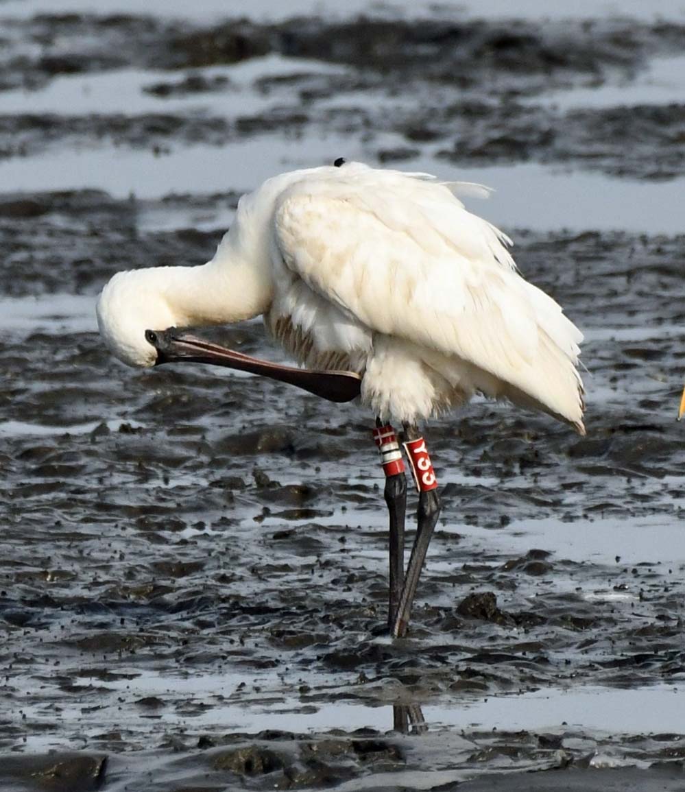 f:id:tonji44:20201117212253j:plain