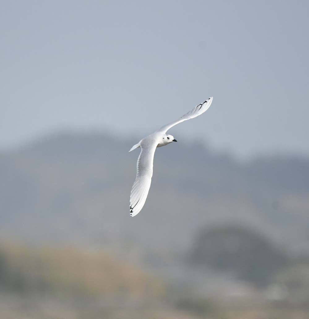 f:id:tonji44:20201119110616j:plain