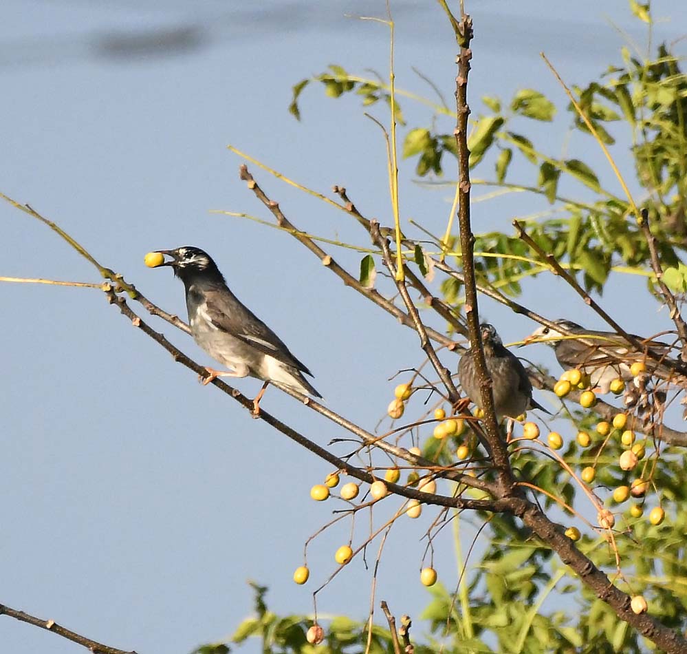 f:id:tonji44:20201129101809j:plain