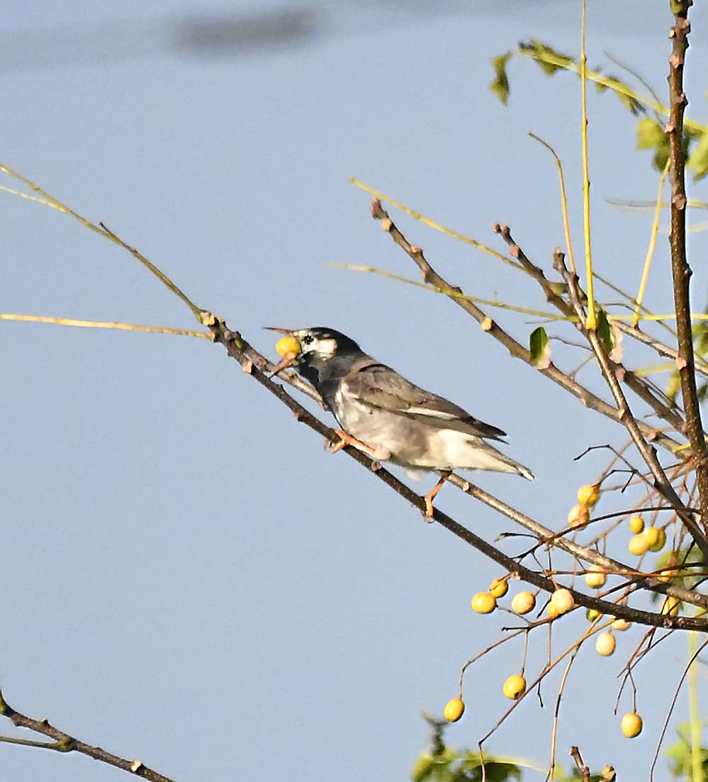 f:id:tonji44:20201129101818j:plain