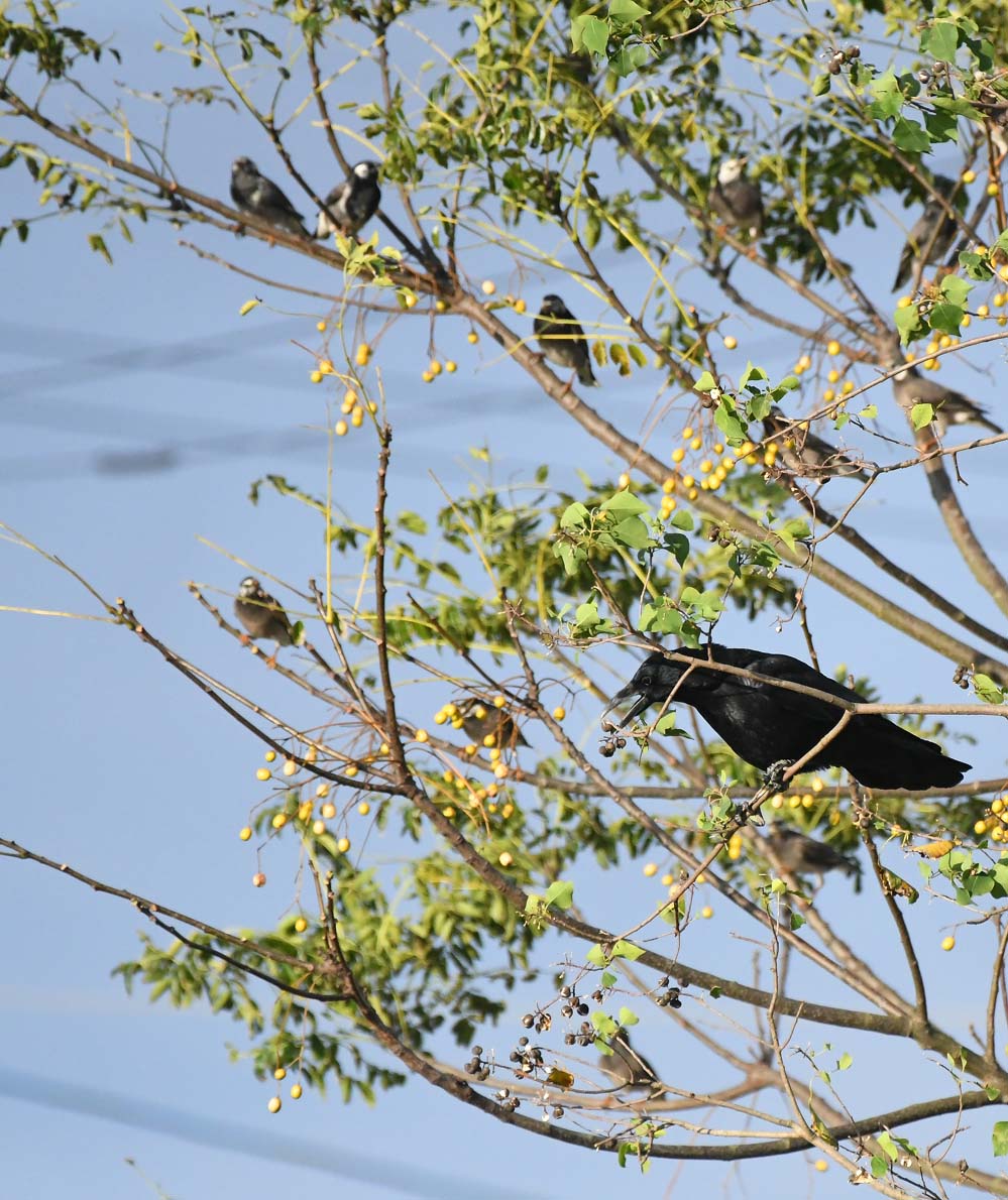 f:id:tonji44:20201129101827j:plain