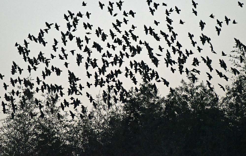 f:id:tonji44:20201129101852j:plain