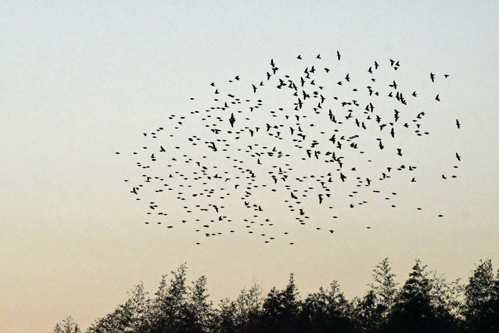 f:id:tonji44:20201129101901j:plain