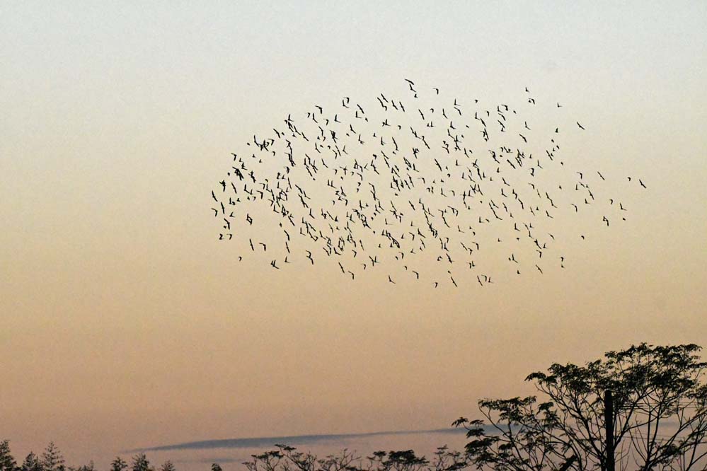 f:id:tonji44:20201129101911j:plain