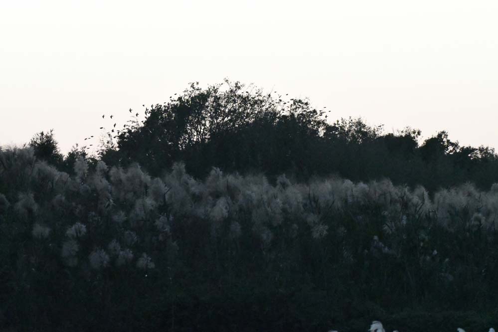 f:id:tonji44:20201129101946j:plain