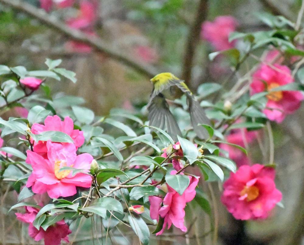 f:id:tonji44:20201201143043j:plain