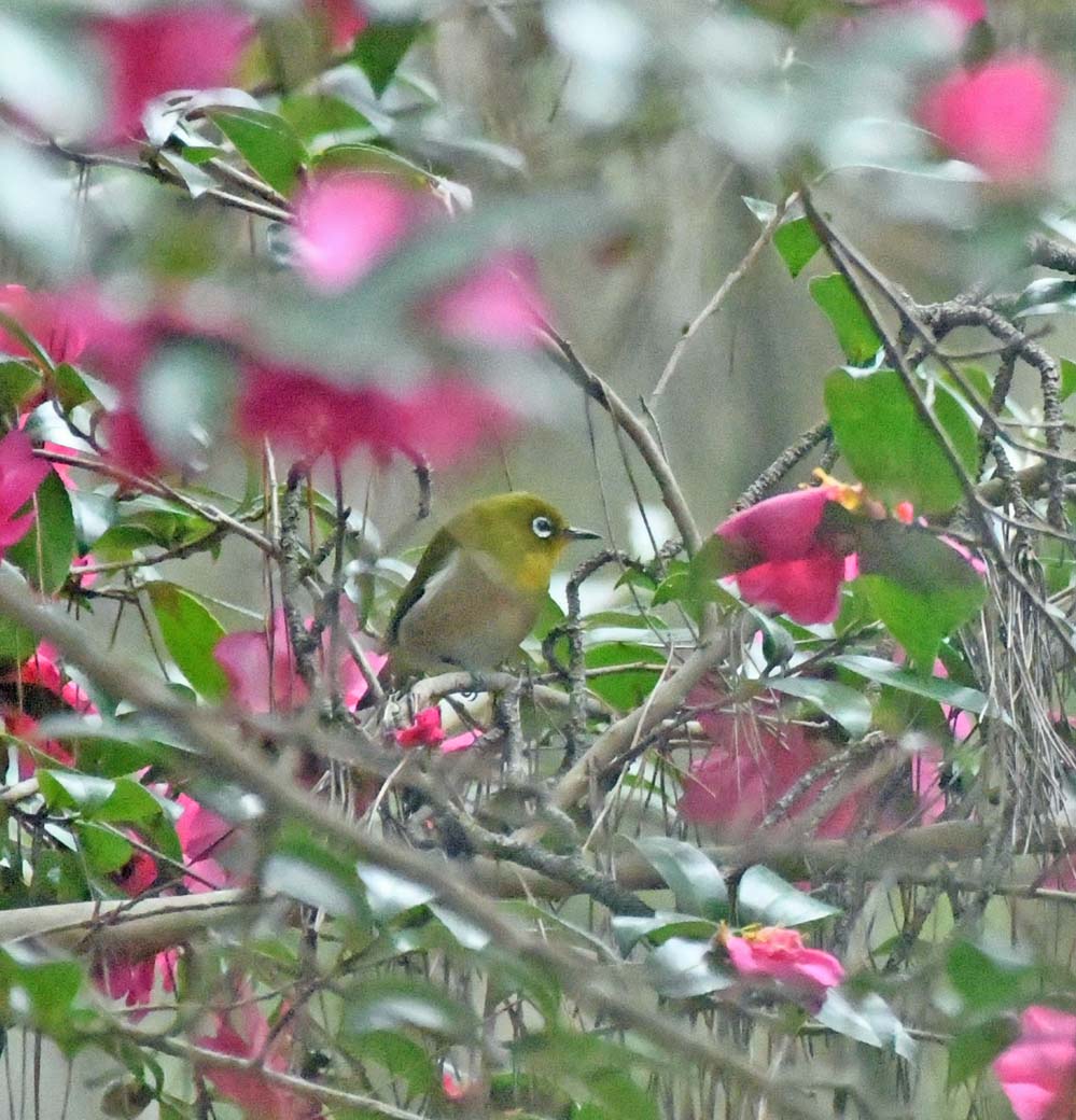f:id:tonji44:20201201143059j:plain