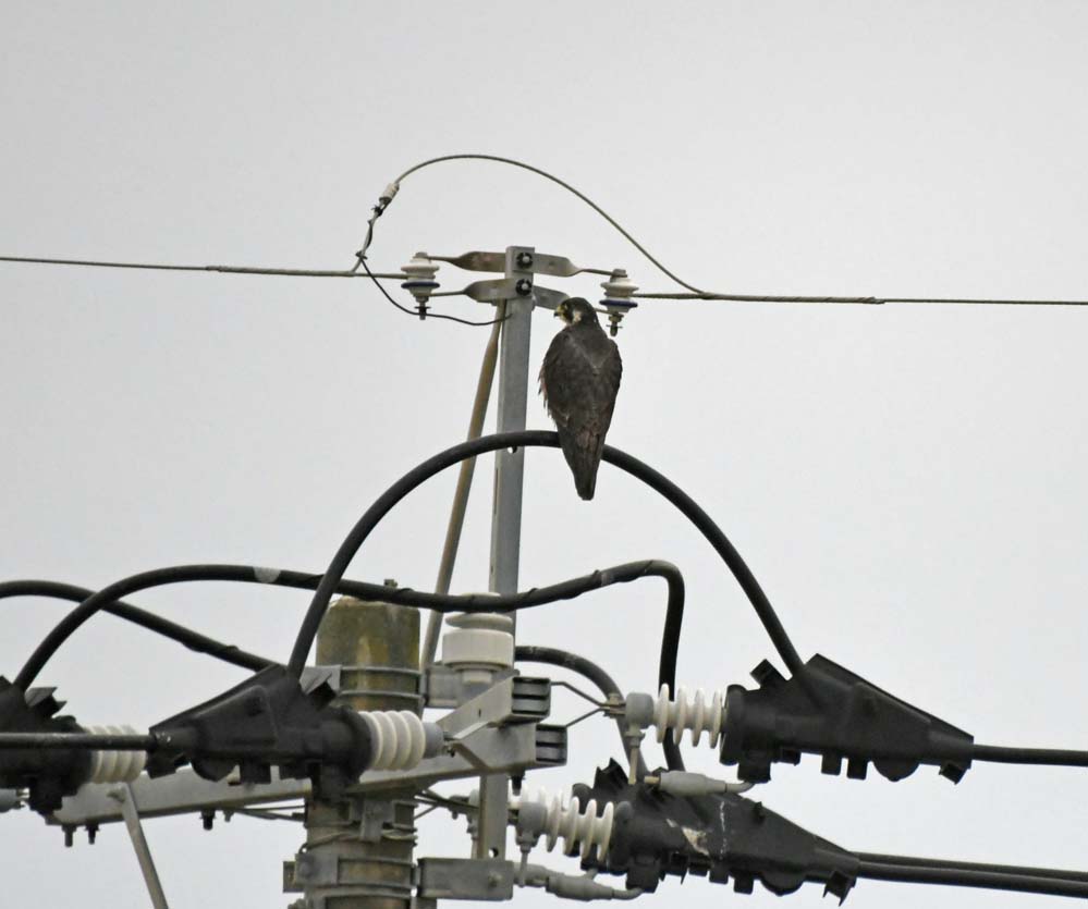 f:id:tonji44:20201201204545j:plain