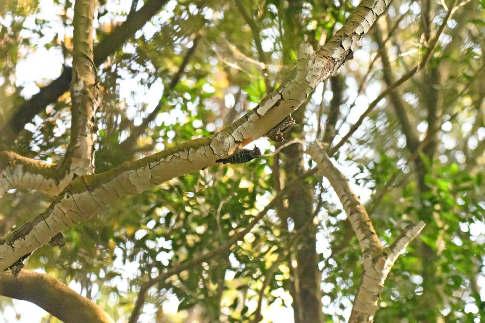 f:id:tonji44:20201209102437j:plain