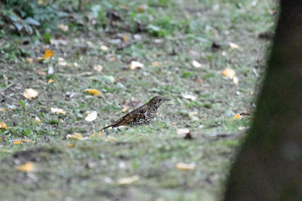 f:id:tonji44:20201211161144j:plain