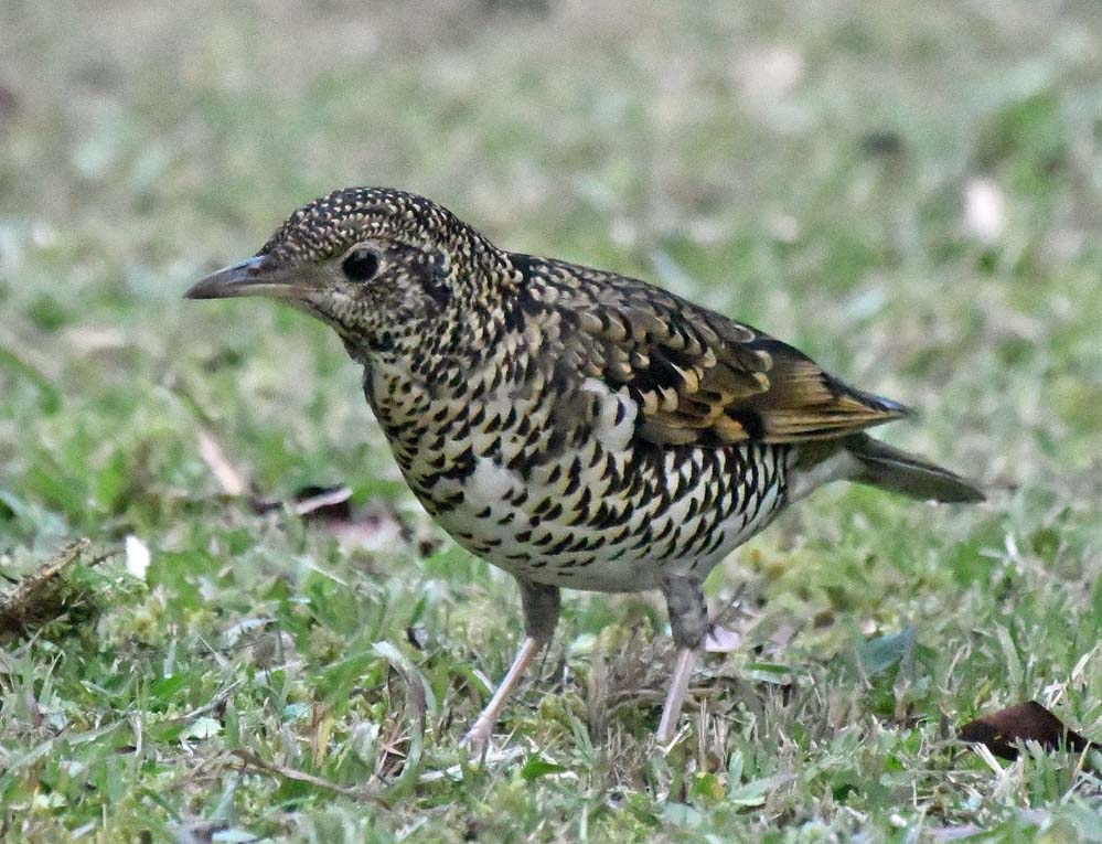 f:id:tonji44:20201211161201j:plain