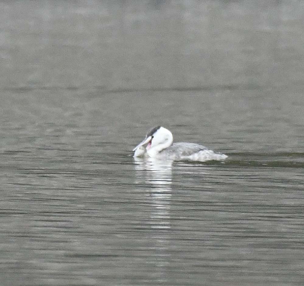 f:id:tonji44:20201211183512j:plain