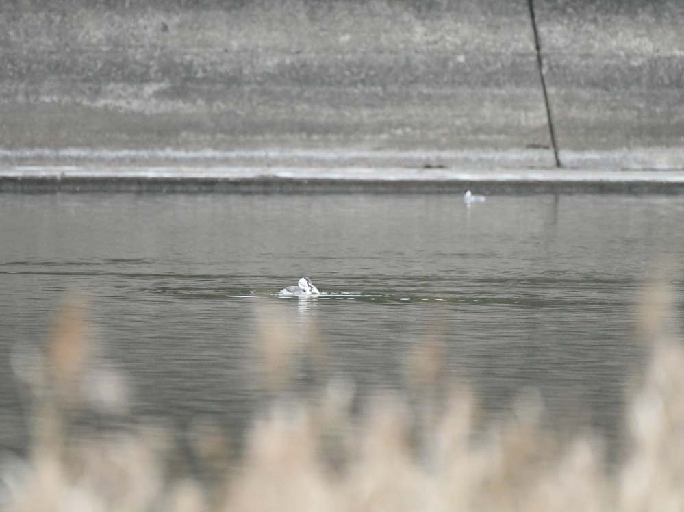 f:id:tonji44:20201211184829j:plain