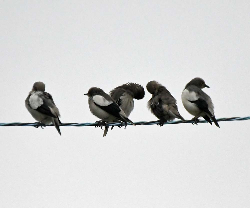 f:id:tonji44:20201211210408j:plain