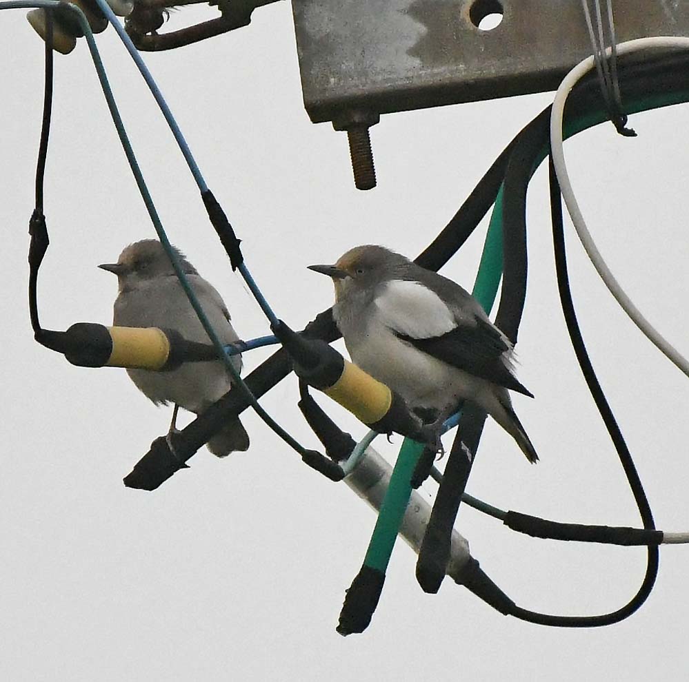 f:id:tonji44:20201211210425j:plain