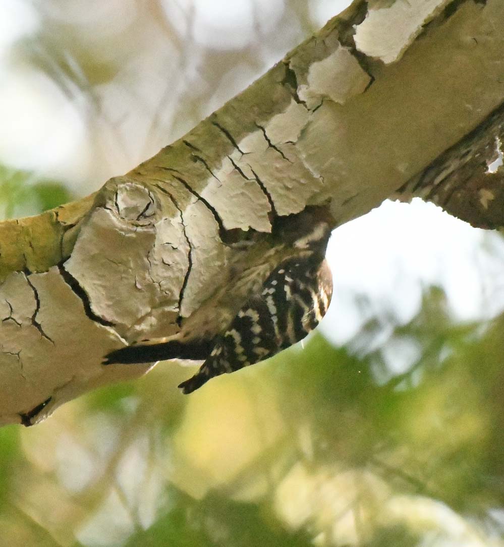 f:id:tonji44:20201212213226j:plain