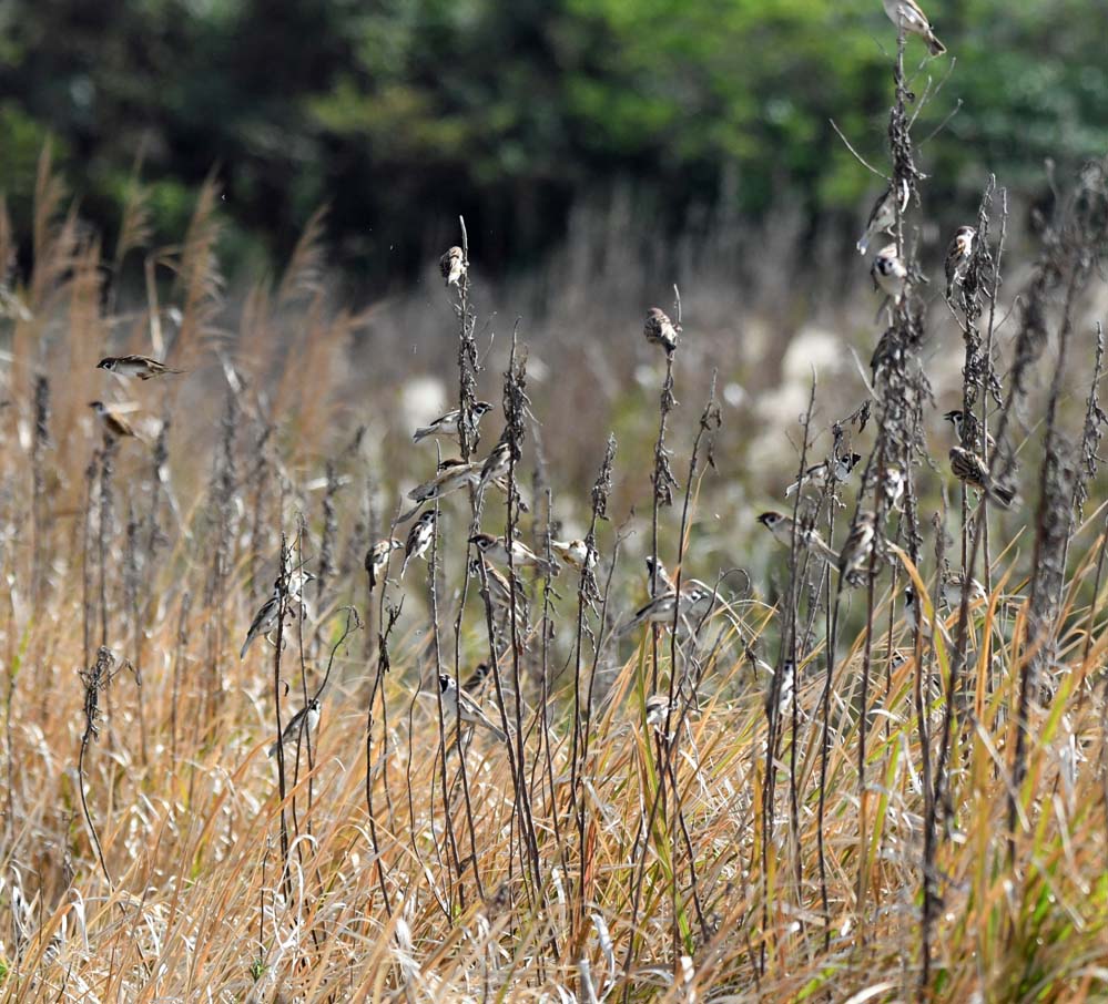 f:id:tonji44:20201213201148j:plain