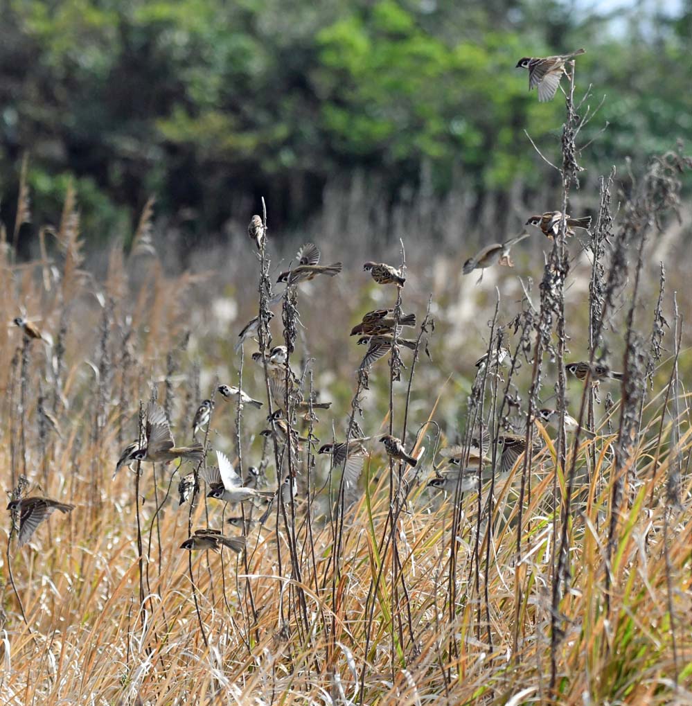 f:id:tonji44:20201213201157j:plain