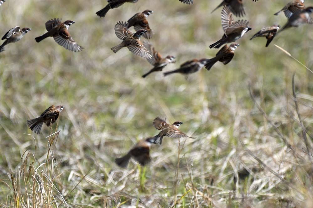 f:id:tonji44:20201213201222j:plain