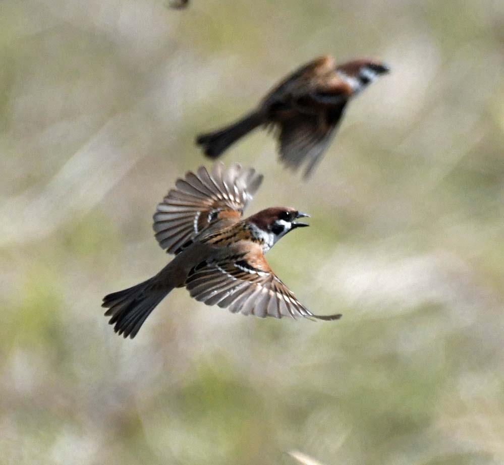 f:id:tonji44:20201213201237j:plain