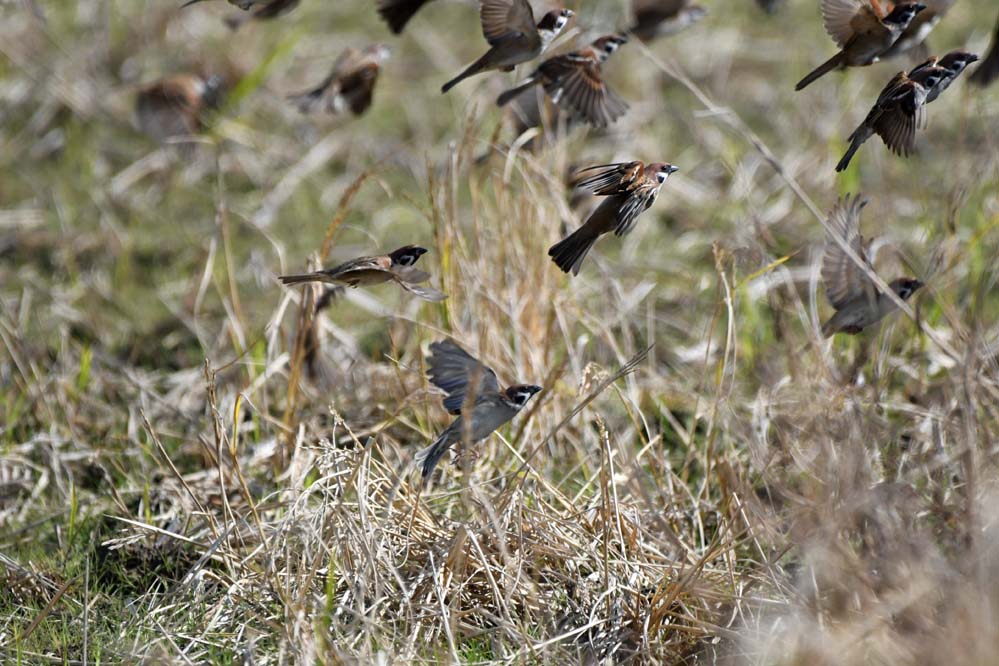 f:id:tonji44:20201213201247j:plain