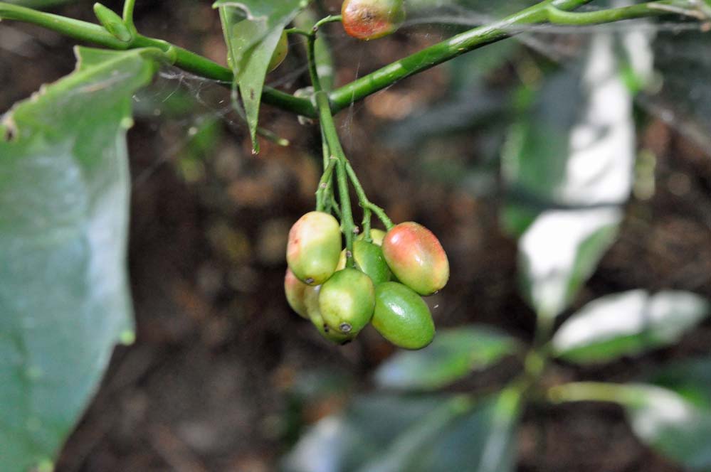 f:id:tonji44:20201216170542j:plain