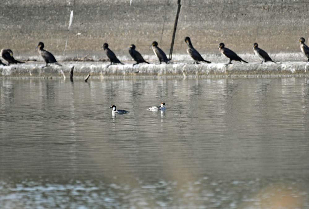 f:id:tonji44:20201224115858j:plain