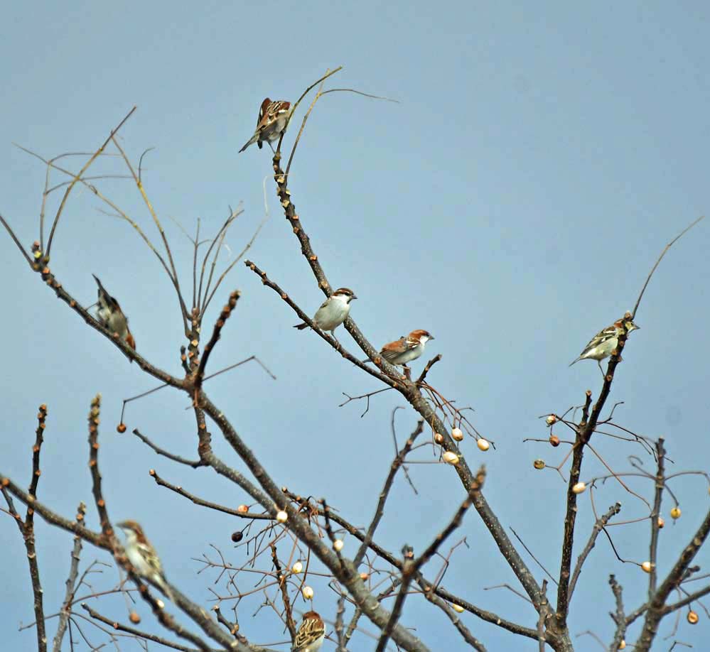 f:id:tonji44:20201227183955j:plain