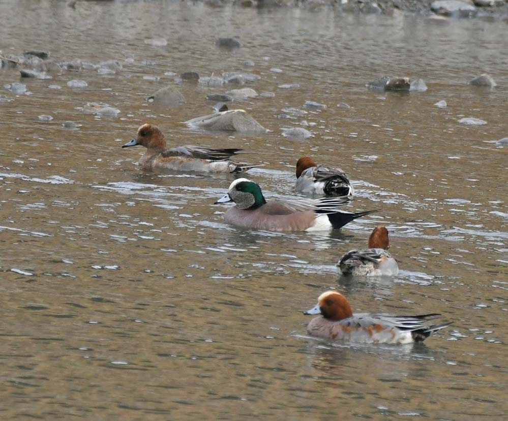 f:id:tonji44:20210123164047j:plain