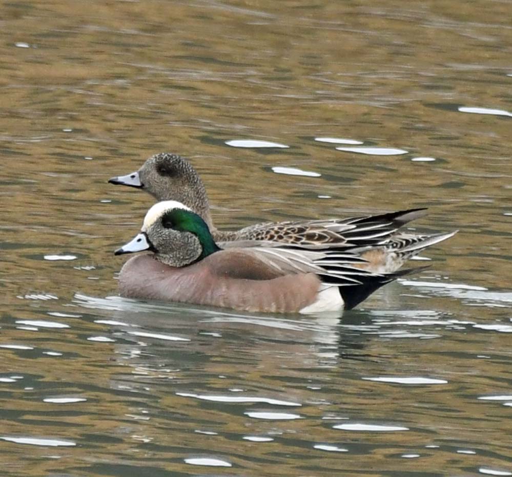 f:id:tonji44:20210123164110j:plain