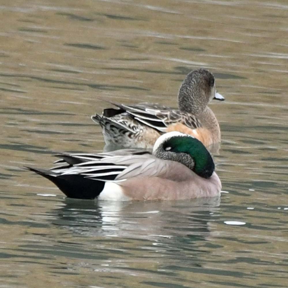 f:id:tonji44:20210123164147j:plain