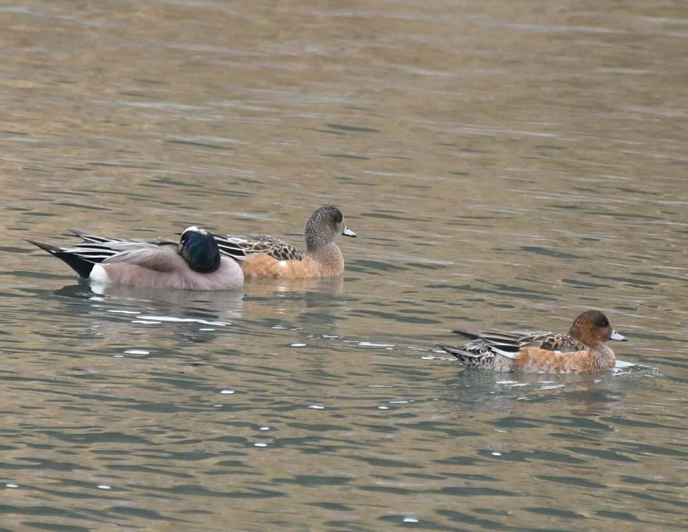 f:id:tonji44:20210123164157j:plain