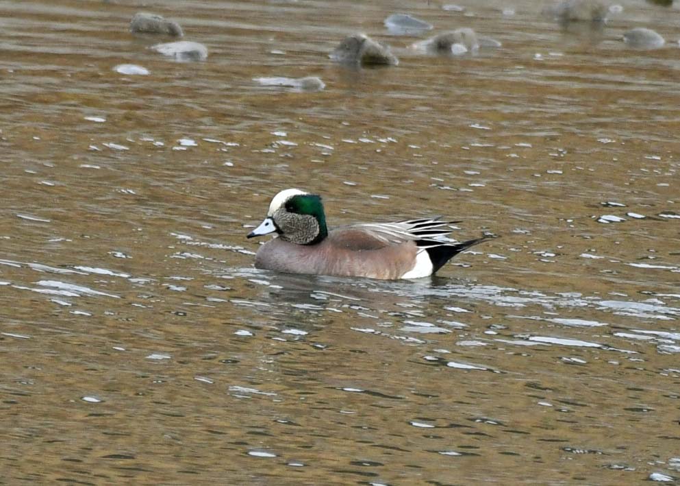 f:id:tonji44:20210123164332j:plain