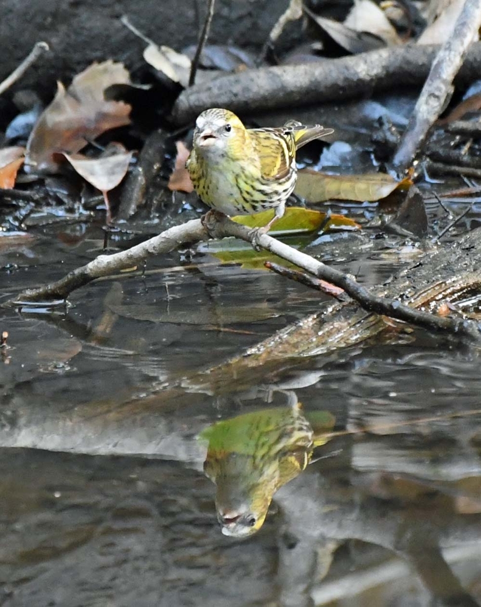 f:id:tonji44:20210125203847j:plain