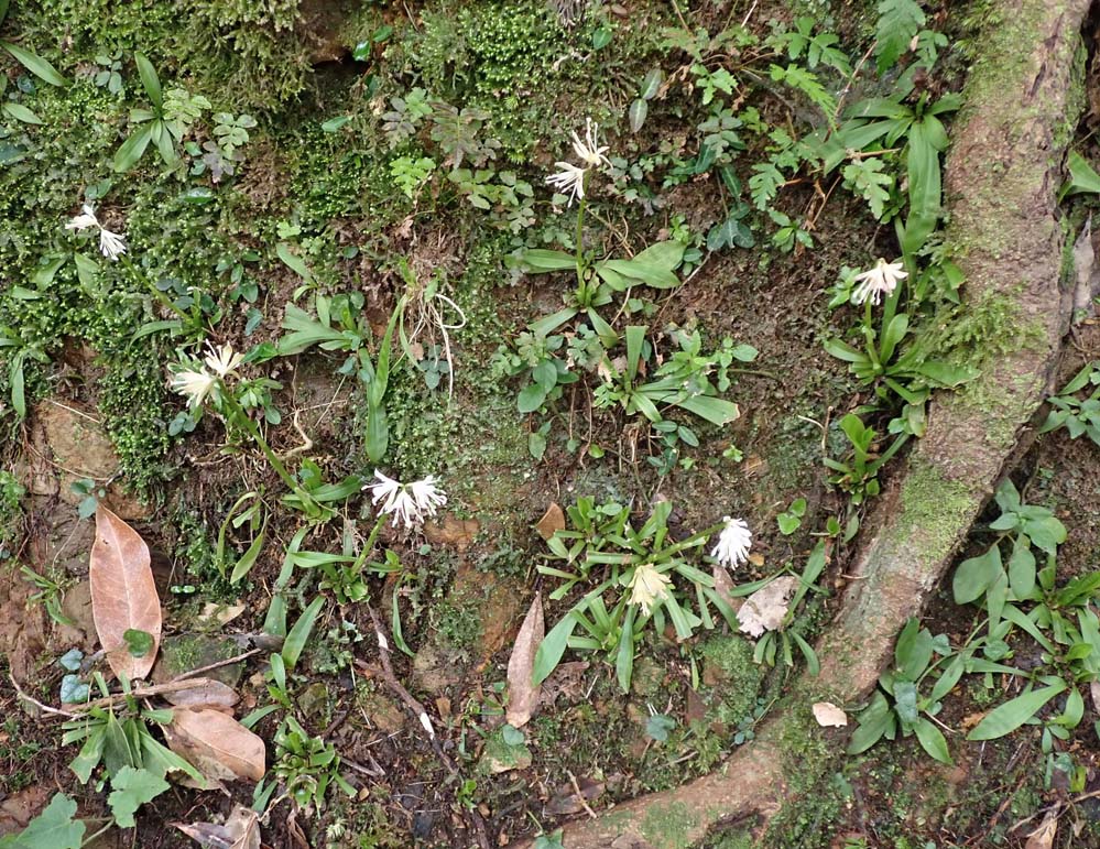 f:id:tonji44:20210310095419j:plain