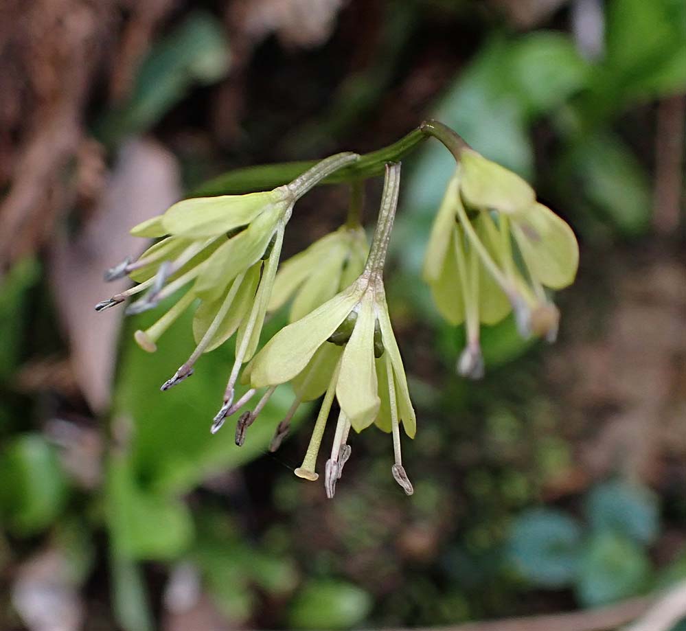 f:id:tonji44:20210310095500j:plain